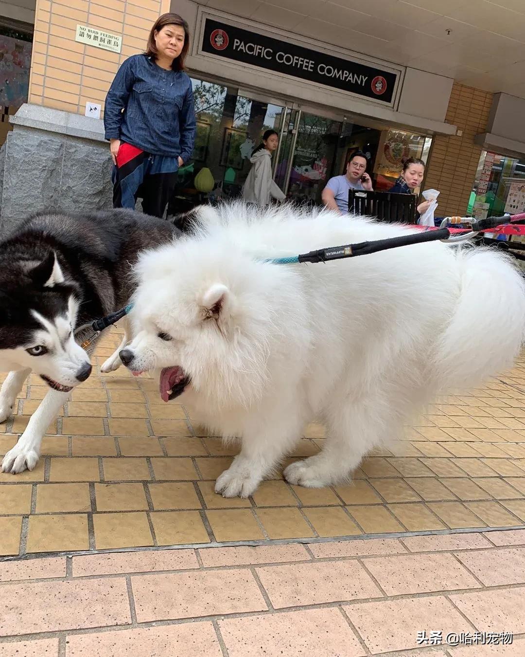 萨摩耶小声吵架,萨摩耶跟其他狗吵架吵不过