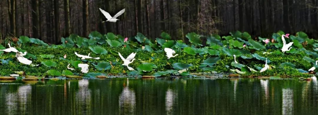 浓情端午|泰州三日游线路送上，水韵休闲风走起
