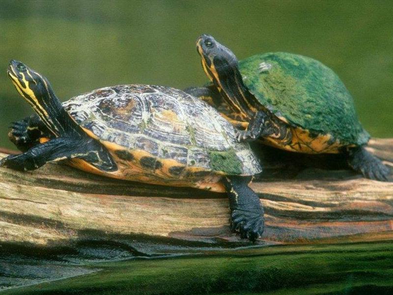 乌龟脱壳全过程,乌龟脱壳是在水里还是不放在水里