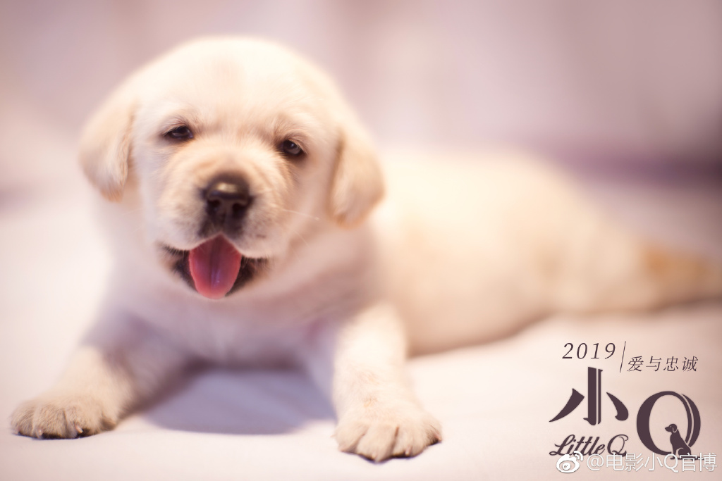 你有被人坚定的选择过吗原视频,你有被人坚定的选择过吗