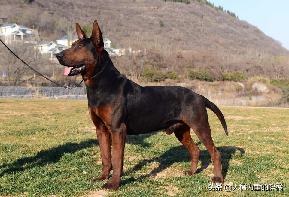 为什么偷狗贼不敢偷有证的狗,养什么宠物狗不容易被偷