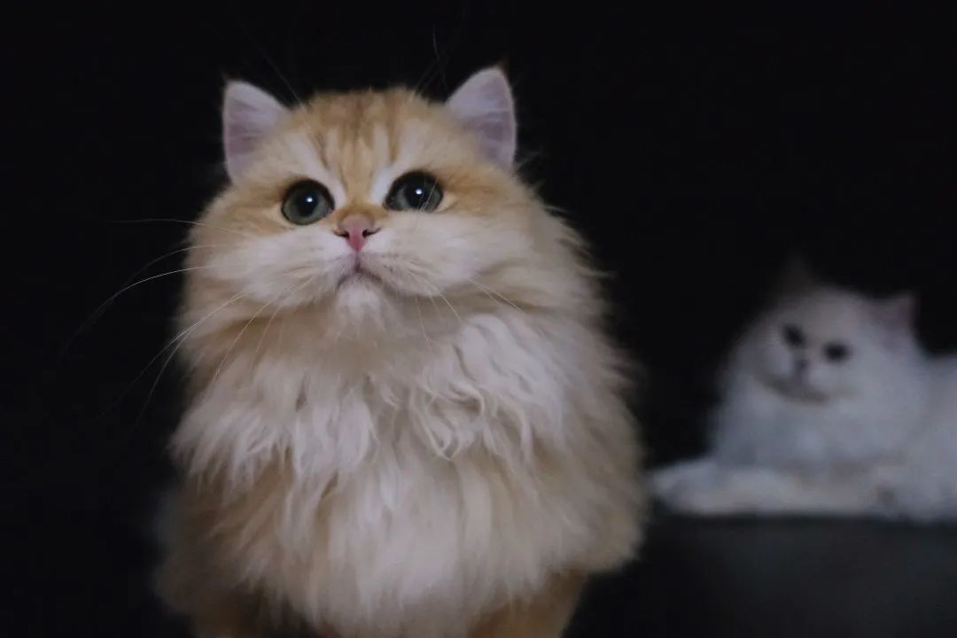 所有英短色系,秒懂英语8大成分