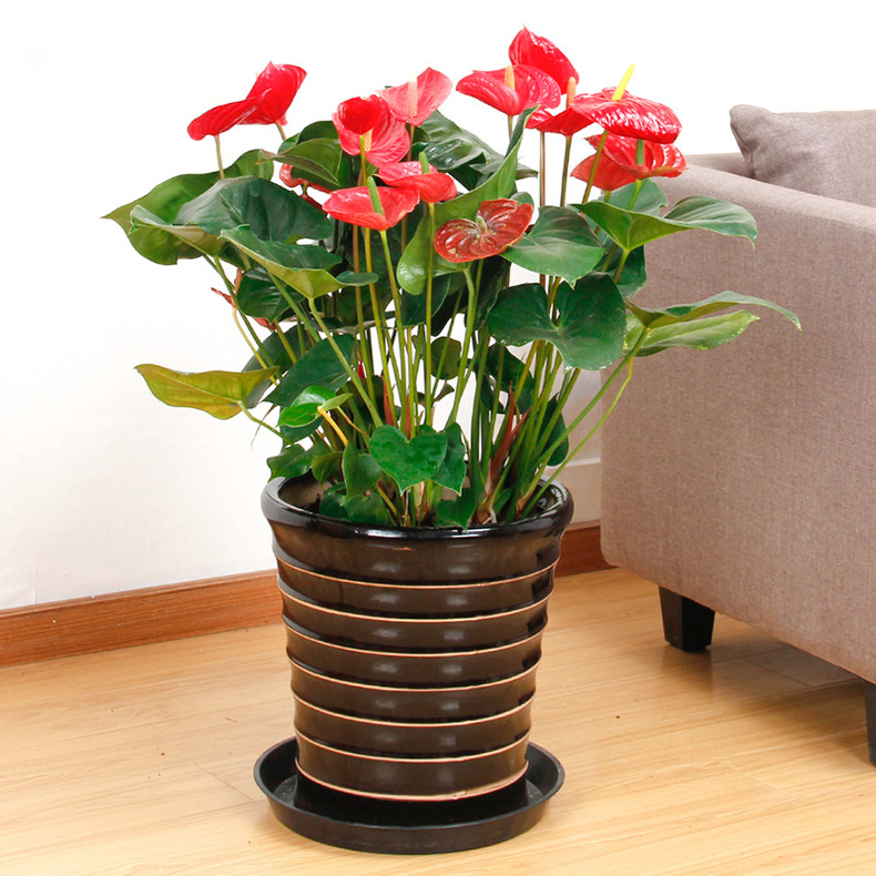 室内适合养什么花寓意好,新家养什么花有寓意又好看