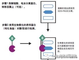 westernblot详细步骤,westernblot实验教学
