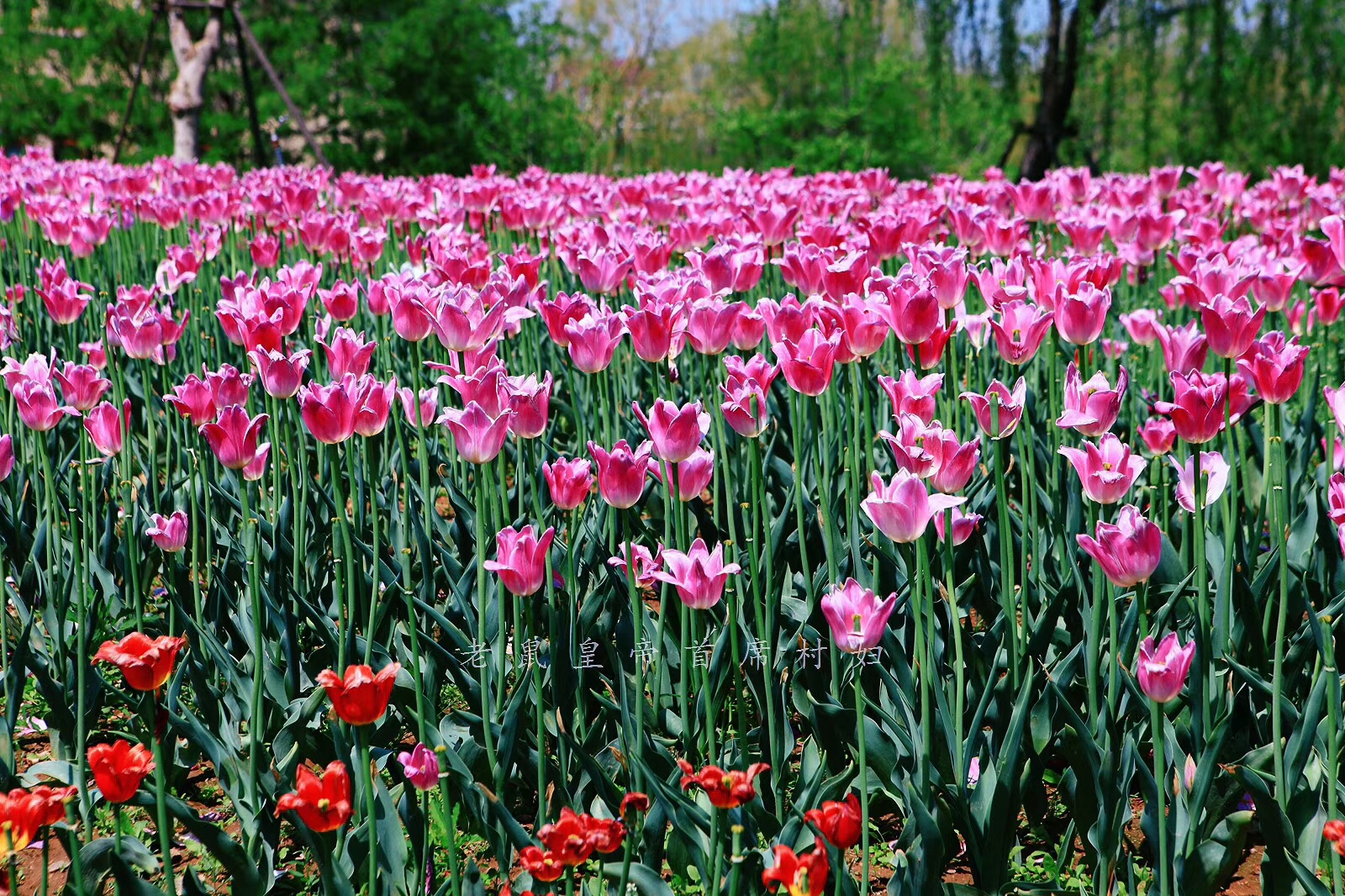 荷兰的郁金香为什么被称为国花,郁金香在荷兰有多高贵