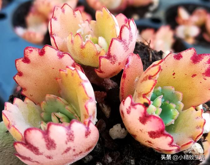 盘点6种适合秋天养的多肉,适合一年四季阳台养的多肉植物