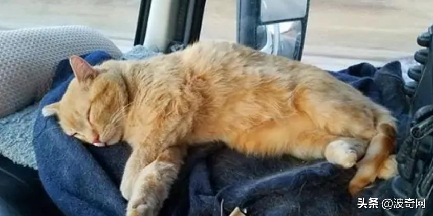 卡车司机收养流浪猫三只,卡车司机收养流浪猫抖音