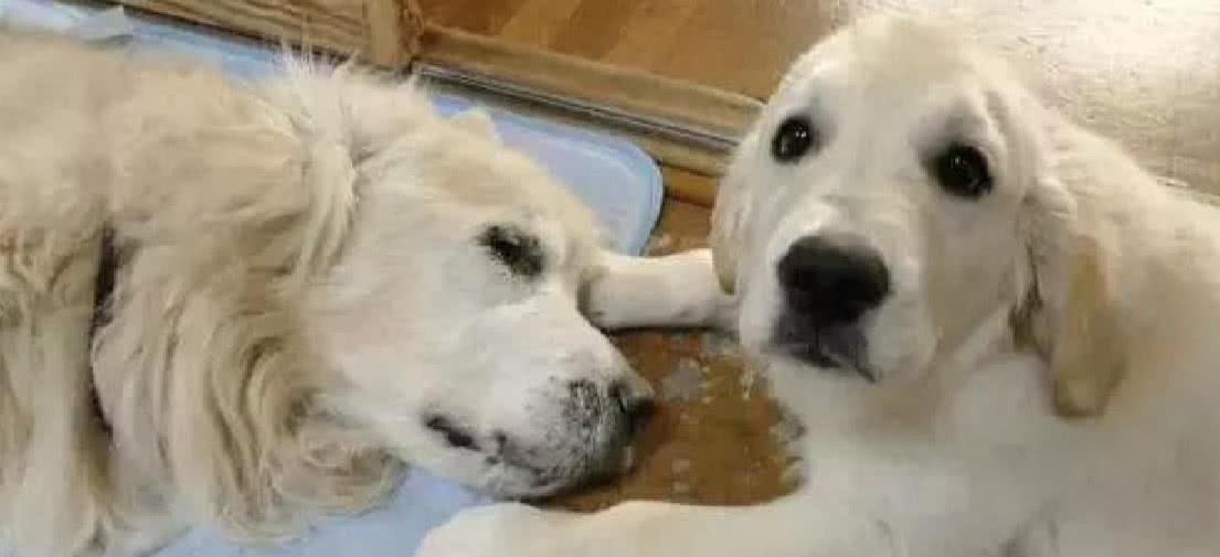 狗狗临终前想些什么,狗狗临终前的几种表现