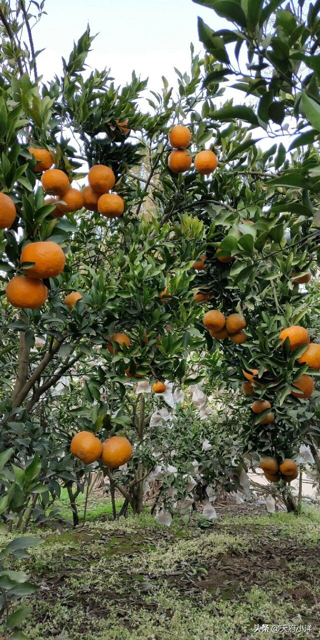 桔子树不开花怎么办,桔子树开花打什么药