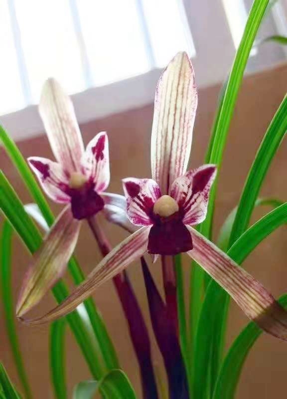 四川与贵州交界之地下山的一颗春兰红素三星,后来成为传世极品