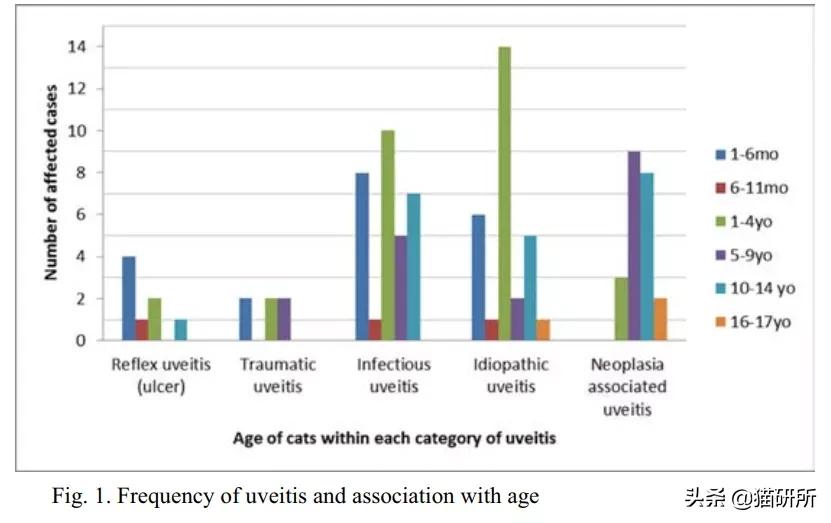 猫咪眼睛异常,猫咪眼睛有问题视频