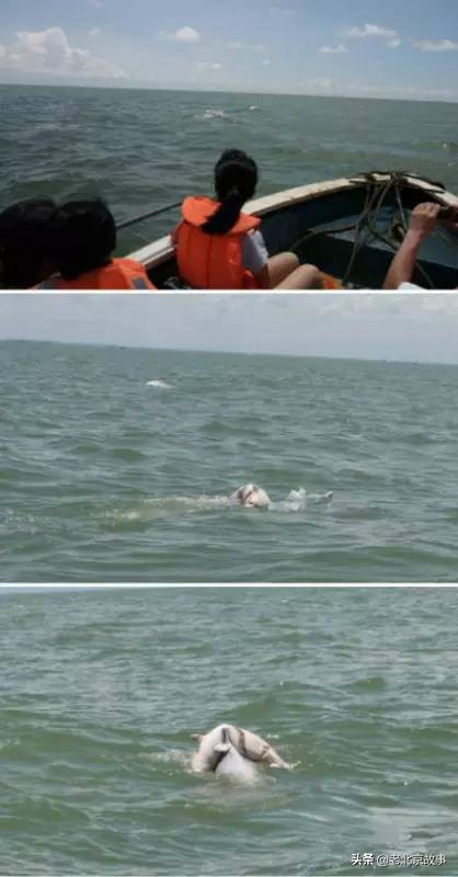 26张活久见的图片看完又涨知识了,42张照片大图