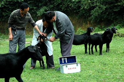 怎么样养山羊才算高科技养羊,如何养殖山羊视频教程全集