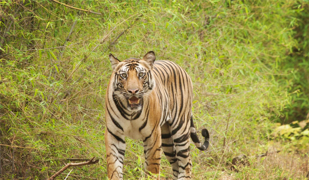 孟加拉公虎捕猎野猪,孟加拉雄虎吃野猪