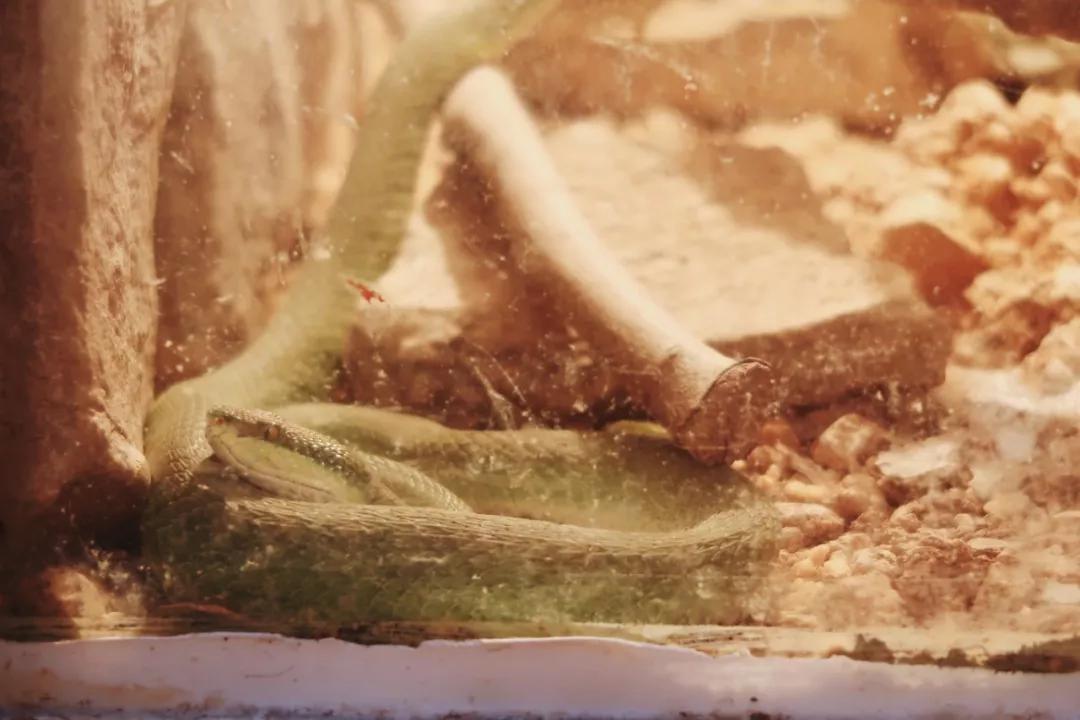 在动物园散步才是正经事|暴走福州