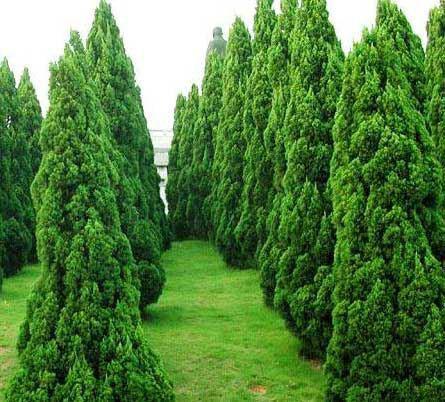 柏树上有黑斑点怎么办,柏树上有黄色粘液是怎么回事