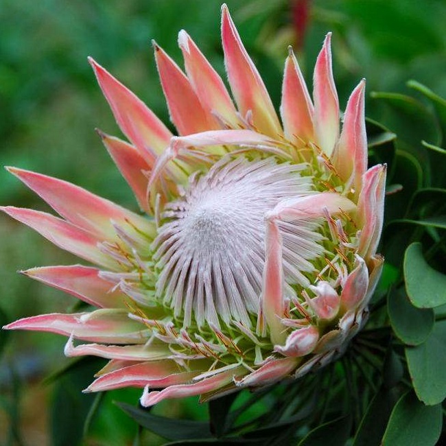 历史上最喜欢的国花,哪几种中国国花搭配好看