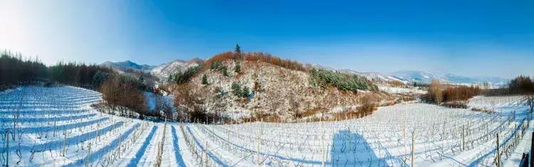 会听音乐的酒精灵——长白山酒业集团巡游