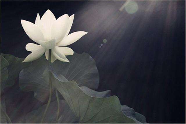 拼多多新手店铺,新手开拼多多店铺详细流程