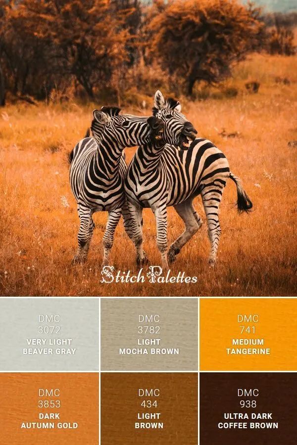 动物配色大全视频,配色的设计灵感