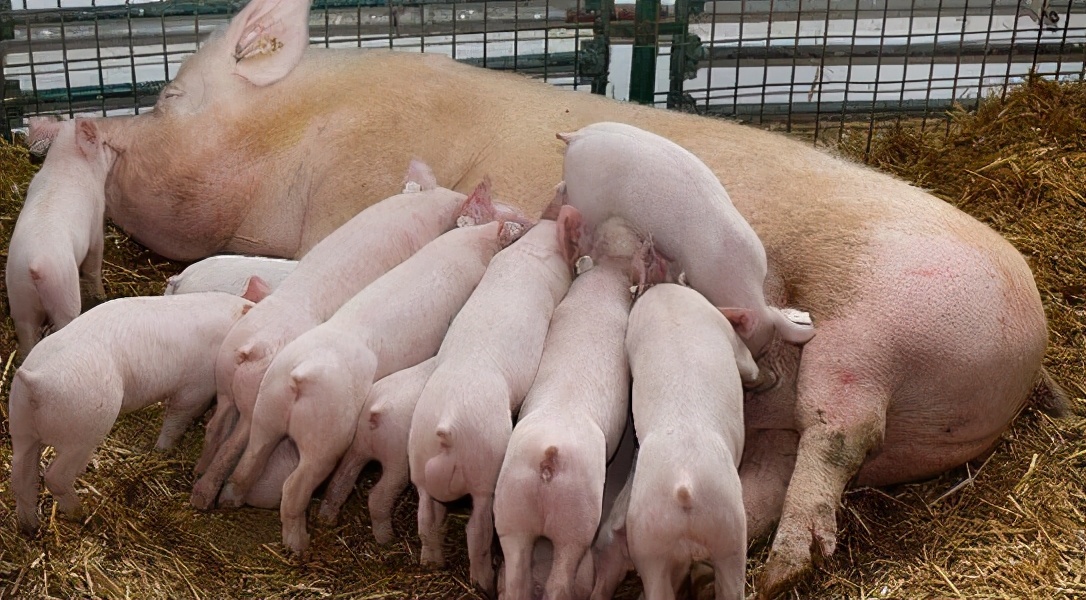 怎样预防母猪便秘,母猪便秘的秘方