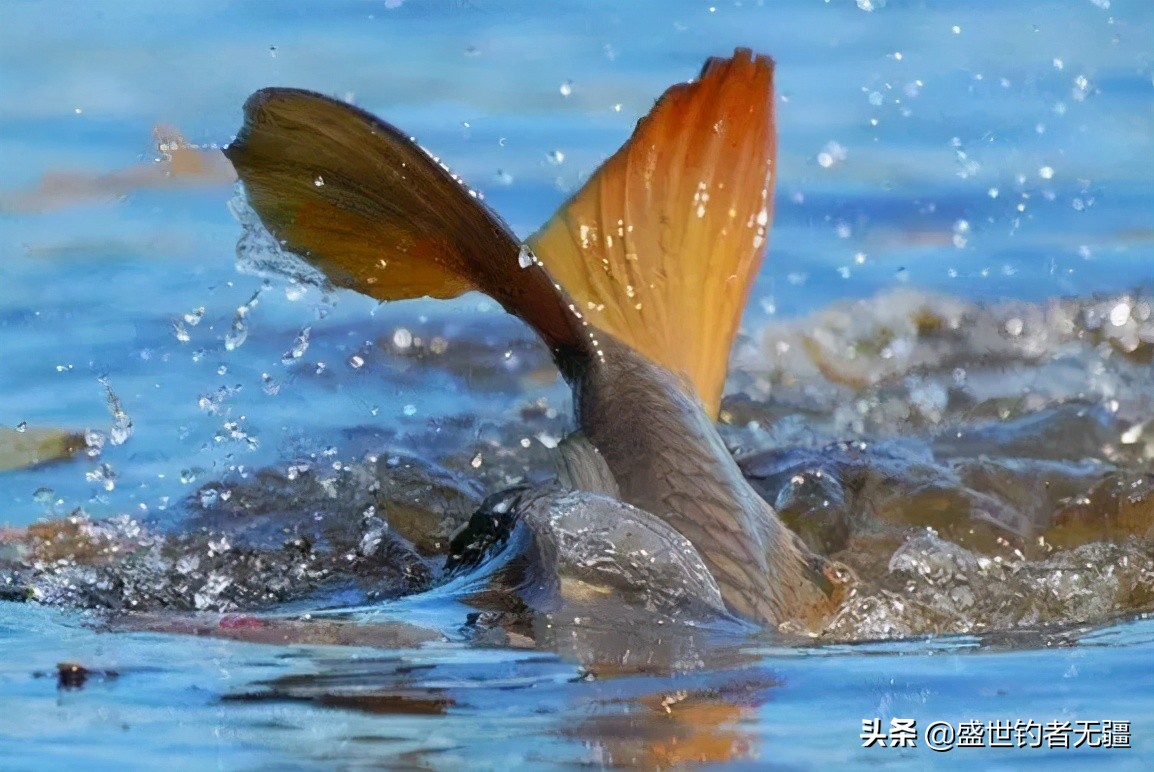 钓鱼找底误区,钓鱼踩过的坑鱼竿篇