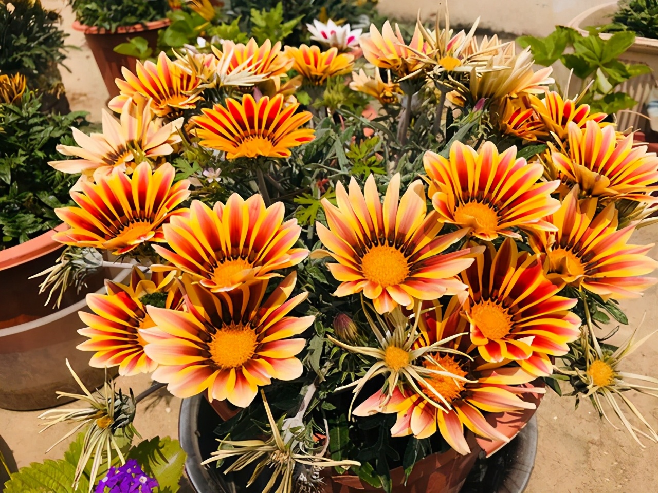 勋章菊怎么养才能爆盆,勋章菊怎么养花