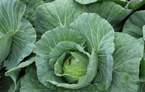 如何防止春甘蓝栽培未熟抽薹,甘蓝先期抽薹的原因及防治措施