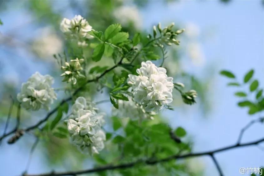 北京这个学校很“火”!坐拥3大花园、果园、动物园,集美貌与知识于一体!