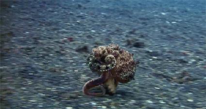 每个章鱼都有一个想要房子的梦想，“房奴”章鱼为何这么喜欢房子