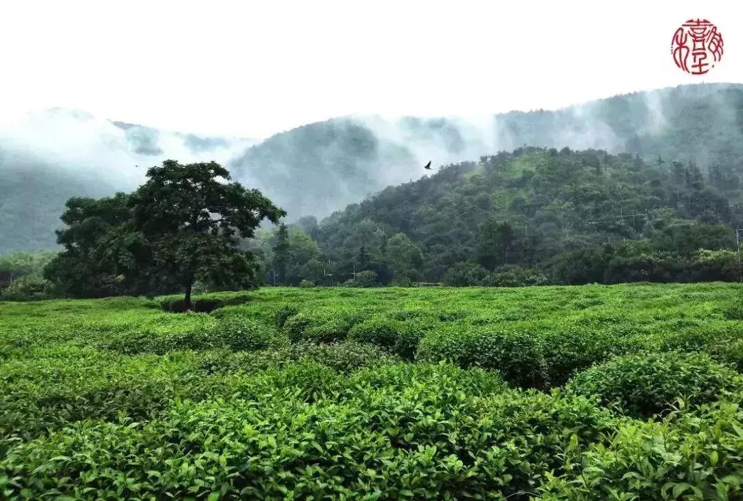 苏州通安的特色,苏州通安有什么美食