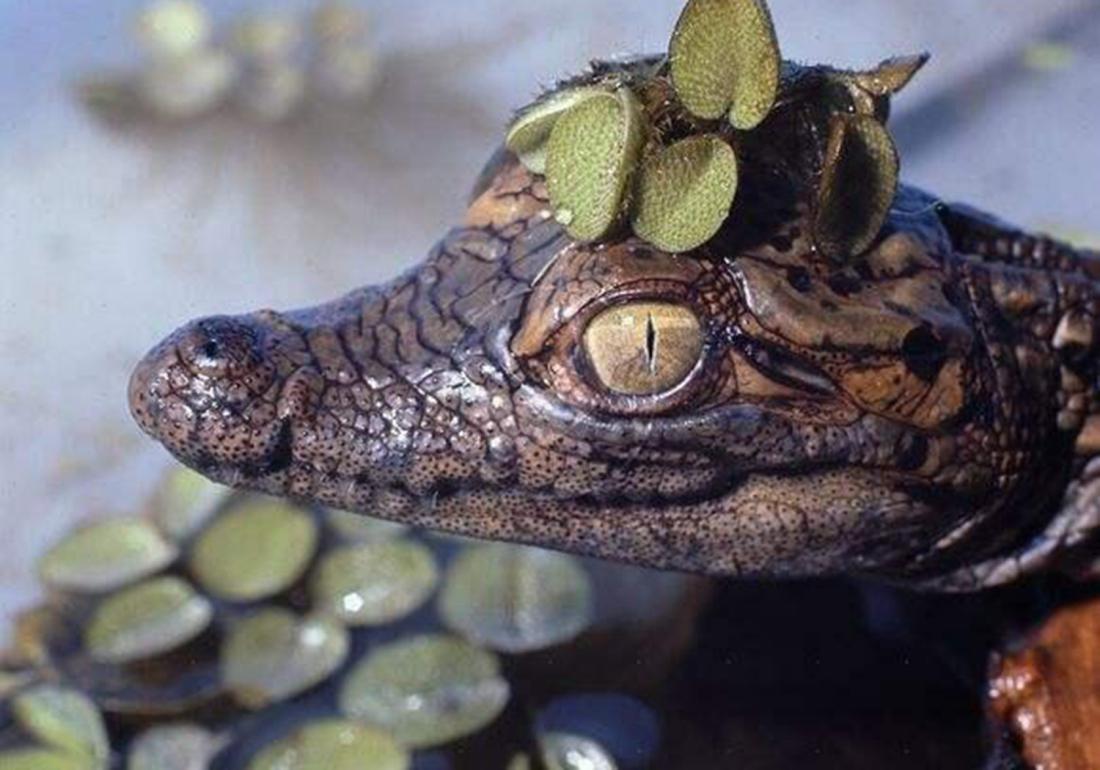 鳄类养殖技术,鳄龟养殖注意事项视频大全