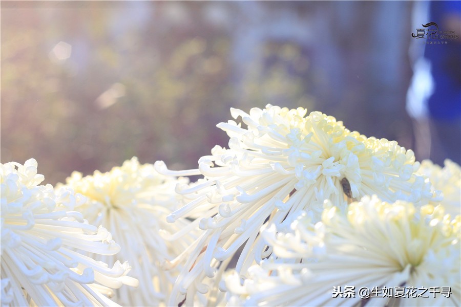 东湖公园菊花展今天还有开放吗,深圳东湖公园菊花展图片