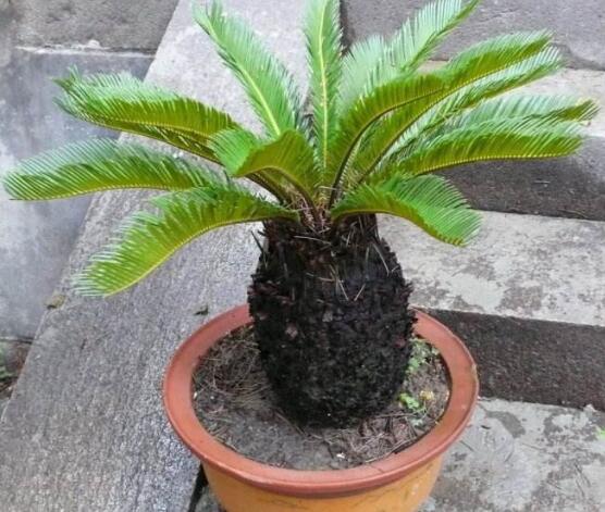 铁树怎么养长枝条,铁树怎么养殖才能养好