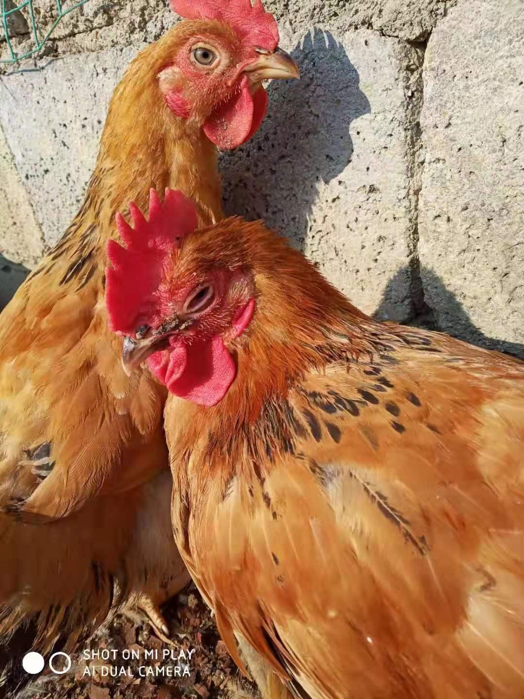 养鸡的鸡冠发黑怎么回事,养鸡黑冠是什么病