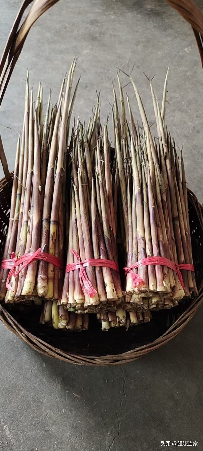 春笋怎么保存到冬天还是新鲜的,春笋短时间保存方法