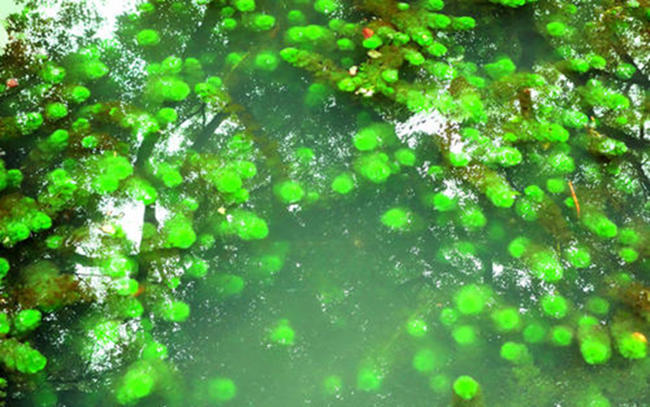 养花消除水藻的方法,水培花有绿藻吗怎么养护