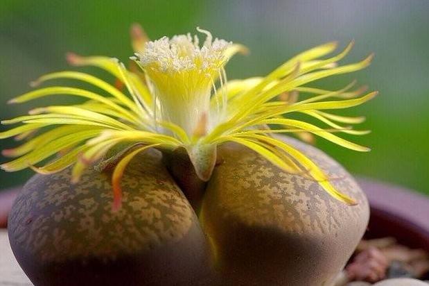 徒长的生石花能养好吗怎么养,养石生花注意事项