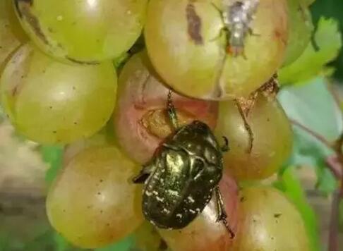 金龟子危害苹果幼果,金龟子啃月季叶片