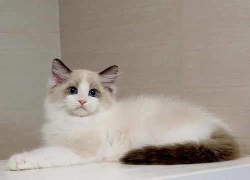 布偶猫多少钱一只市场价,布偶猫现在市场价多少钱