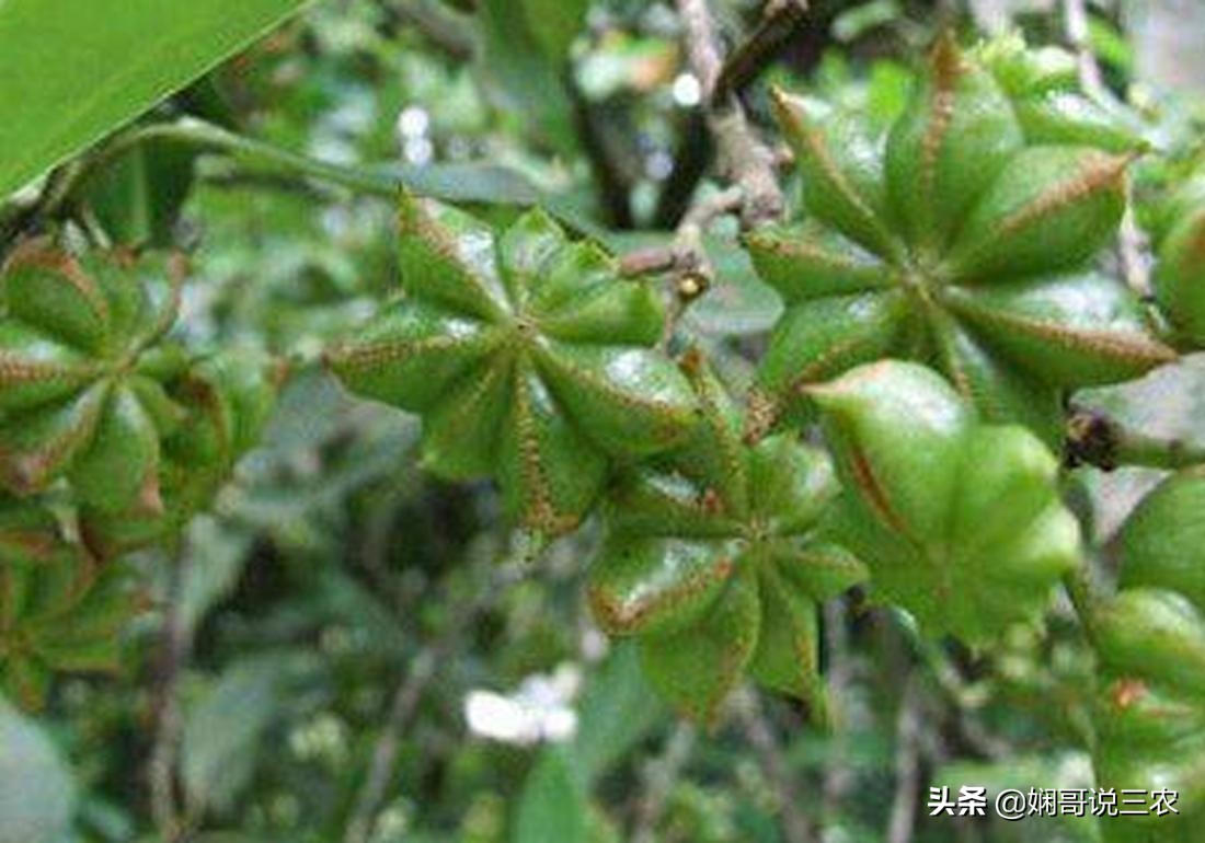 八角幼苗如何施肥,怎么种植八角成活率才高