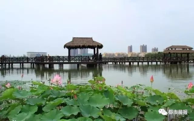 徐州荷花欣赏景区,徐州云龙湖赏荷花