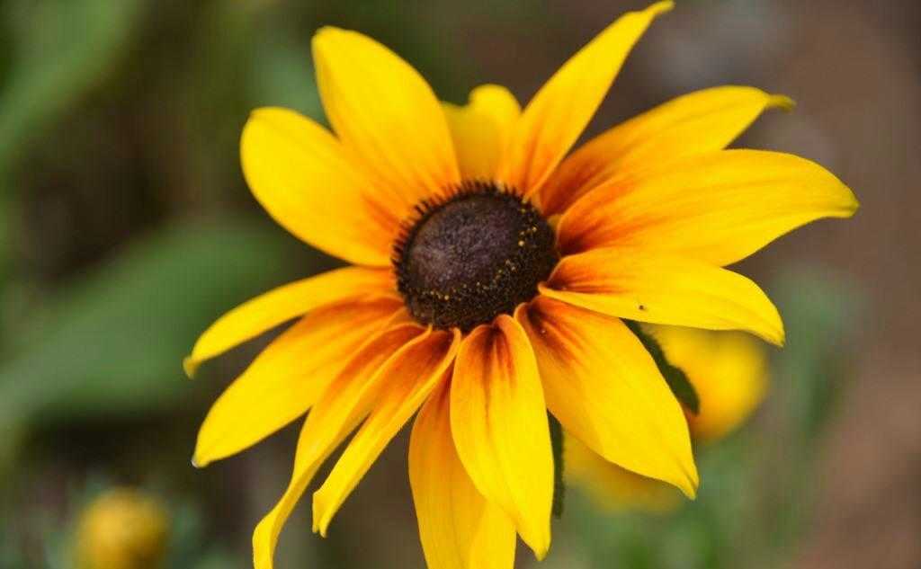 日光菊怎么养护,路边的小野菊怎么养