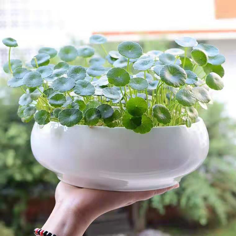 铜钱草怎样养能更快爆盆,如何养好铜钱草的方法