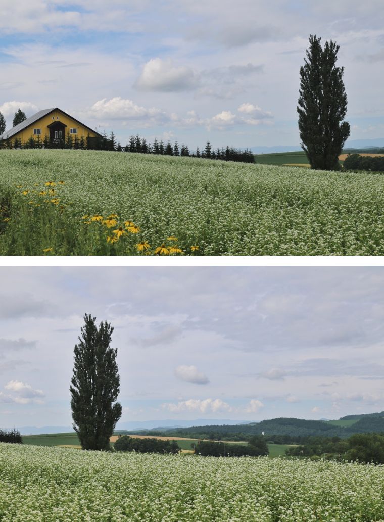 北海道七月的样子,北海道7月