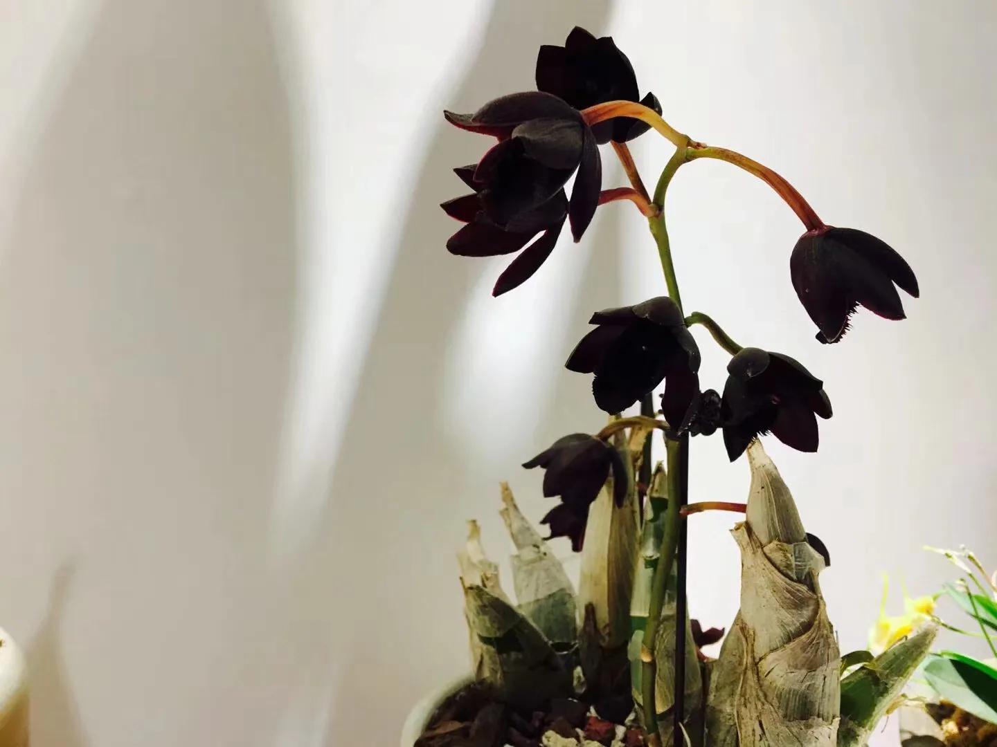 兰花最美的季节是冬季,北方冬季赏兰花