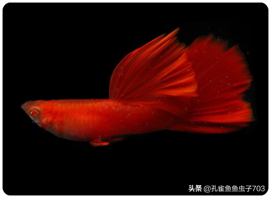 孔雀鱼要怎么买,买孔雀鱼注意哪些事项呢