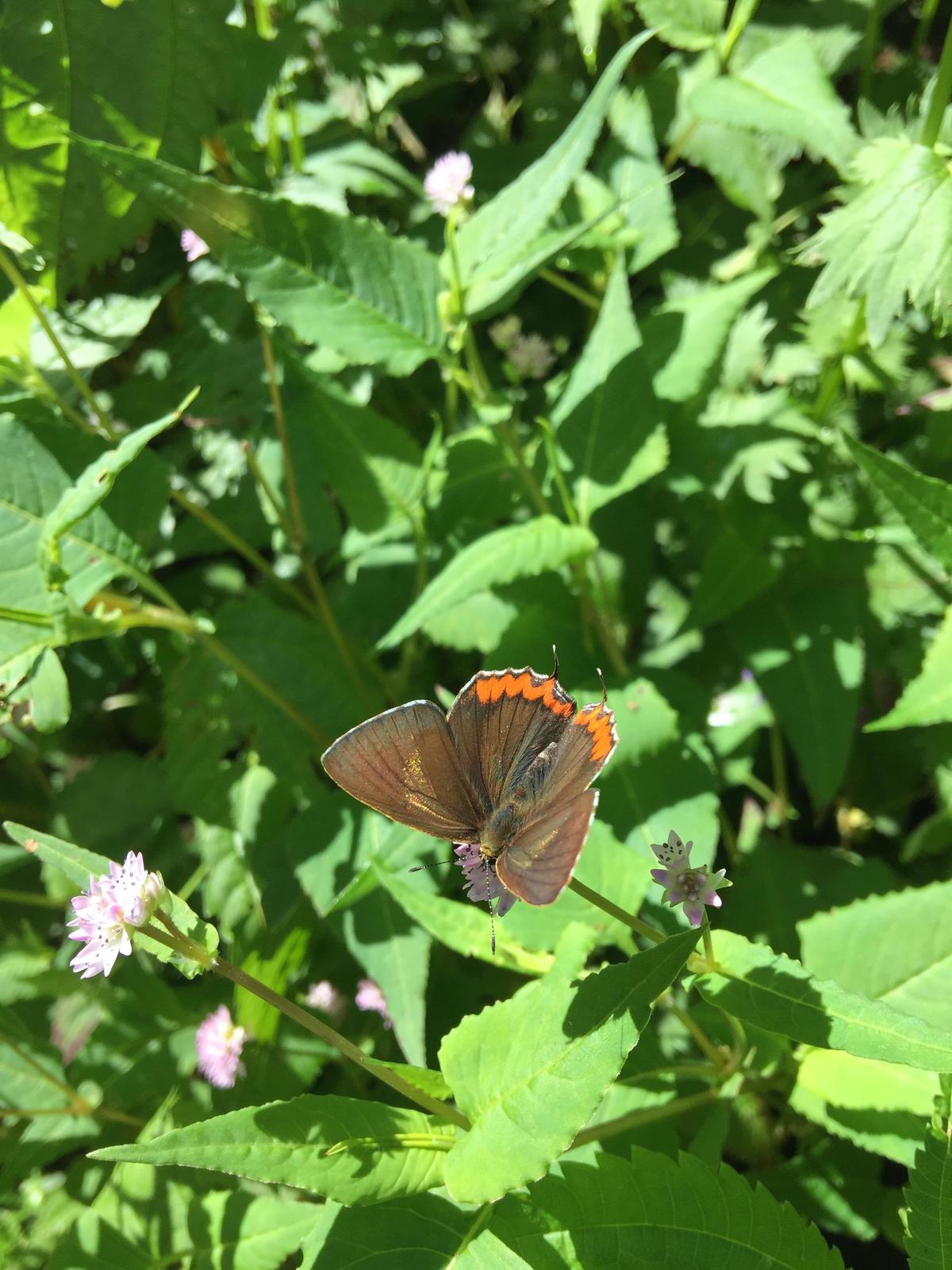 峨眉山登顶佛像,峨眉山登顶记完整版