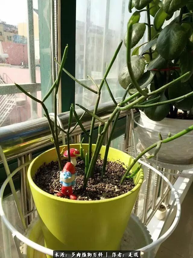 偶遇多肉的感言,偶遇山中多肉