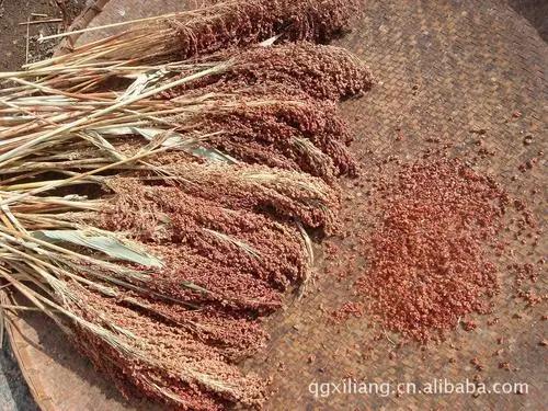 涔″湡鏁ｆ枃鐜夌背,楂樼脖涔″湡鏁ｆ枃澶у叏